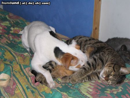 Parson-Russell-Terrier Anny & Mini beim Kuscheln