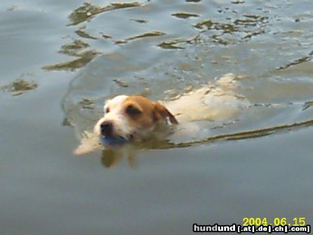 Parson-Russell-Terrier