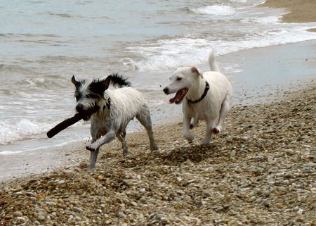 Parson-Russell-Terrier