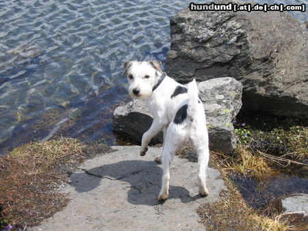 Parson-Russell-Terrier Hunde Foto 26188 in höherer Auflösung ansehen Parson-Russell-Terrier Unser Süsser