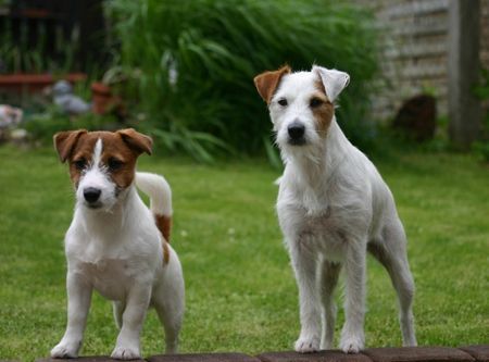 Parson-Russell-Terrier Hunde Foto 32008 in höherer Auflösung ansehen Parson-Russell-Terrier Freddis Mama und Nico