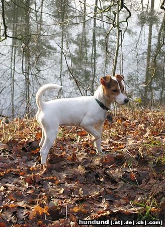 Parson-Russell-Terrier Hunde Foto 9010 Parson-Russell-Terrier Lucy im Wald
