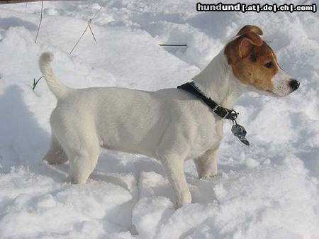Parson-Russell-Terrier Lucy im Schnee