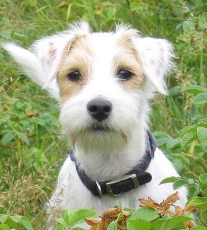 Parson-Russell-Terrier Mica