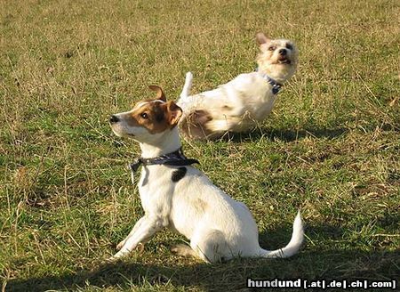 Parson-Russell-Terrier Hunde Foto 9011 Parson-Russell-Terrier Lucy und Gismo beim Ballspielen auf der Wiese