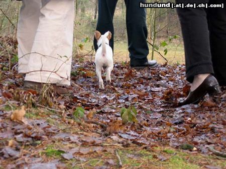 Parson-Russell-Terrier Lucy unterwegs mit  Riesen