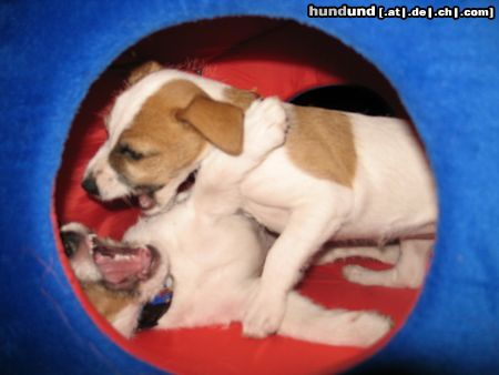 Parson-Russell-Terrier Hunde Foto 20650 in höherer Auflösung ansehen Parson-Russell-Terrier Spaß