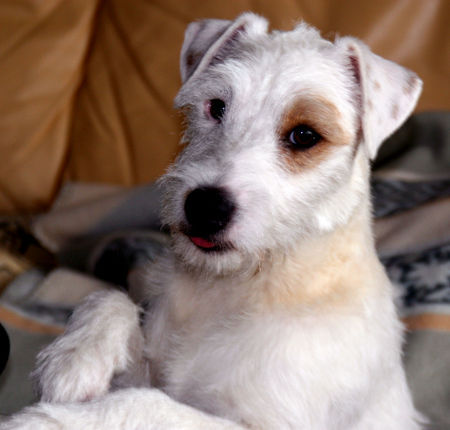 Parson-Russell-Terrier