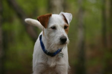 Parson-Russell-Terrier Hunde Foto 32009 in höherer Auflösung ansehen Parson-Russell-Terrier Freddis Mama