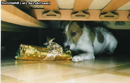 Parson-Russell-Terrier Hunde Foto 9582 Parson-Russell-Terrier Geschenk in Sicherheit gebracht