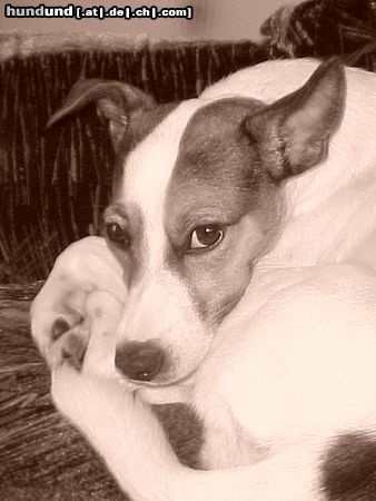 Parson-Russell-Terrier Unser Jade