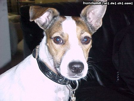 Parson-Russell-Terrier Hunde Foto 13730 Parson-Russell-Terrier