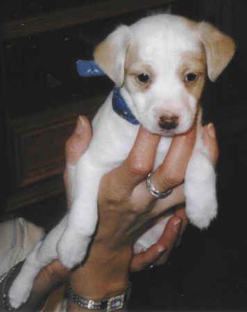 Parson-Russell-Terrier Hunde Foto 2467 Parson-Russell-Terrier Parson-Russell-Terrier Jenna of Greek Summer
