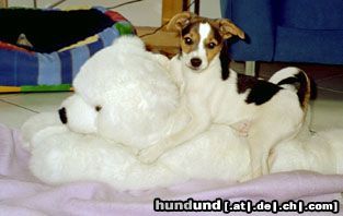 Parson-Russell-Terrier Hunde Foto 14595 Parson-Russell-Terrier Joey und sein grosser Freund