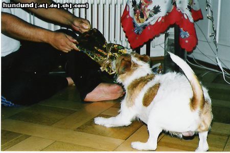 Parson-Russell-Terrier Hunde Foto 9583 Parson-Russell-Terrier Kampf ums Weihnachtsgeschenk!!!!