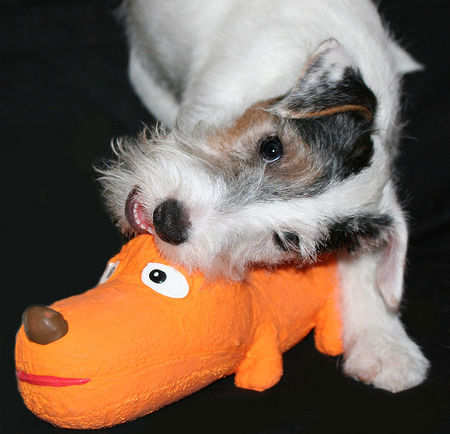 Parson-Russell-Terrier Hunde Foto 37187 Parson-Russell-Terrier Das schmeckt!