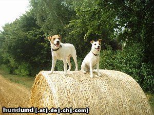 Parson-Russell-Terrier Hunde Foto 5797 Parson-Russell-Terrier Léon & Julie bei der Heuernte!