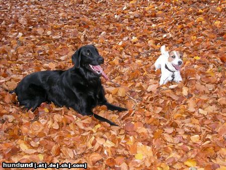 Parson-Russell-Terrier Kaylee (Flat Coated Retriever) und Speedy (Parson Russell Terrier) im Laub