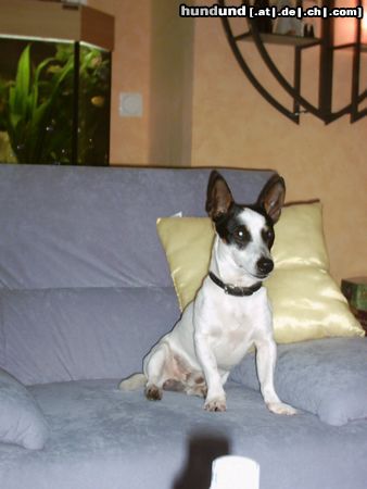 Parson-Russell-Terrier Hunde Foto 8408 Parson-Russell-Terrier Einziger Makel seine Ohren
