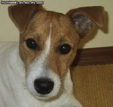 Parson-Russell-Terrier Potter von der Heulisse alias Lilyput