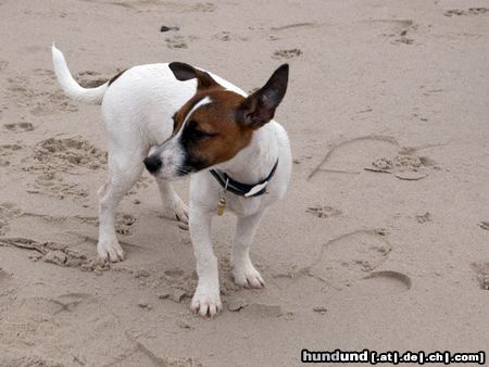 Parson-Russell-Terrier Hunde Foto 19155 Parson-Russell-Terrier Lizzie am Strand in Dänemark