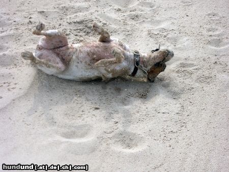 Parson-Russell-Terrier Hunde Foto 19156 Parson-Russell-Terrier Lizzie nach dem Bad in der Nordsee...