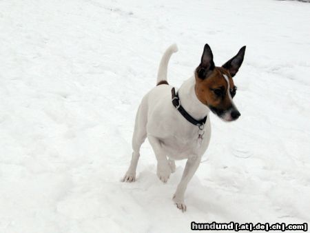 Parson-Russell-Terrier Hunde Foto 19157 Parson-Russell-Terrier Lizzie - Schnee ist klasse...