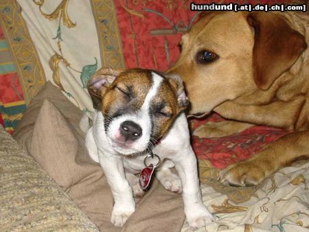Parson-Russell-Terrier Hunde Foto 6030 Parson-Russell-Terrier Lizzie und ihre 'Tante' Jule