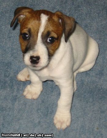 Parson-Russell-Terrier Hunde Foto 6029 Parson-Russell-Terrier Lizzie 6 1/2 Wochen alt