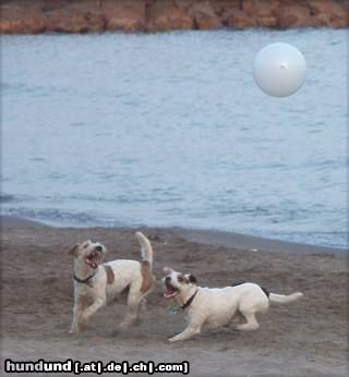 Parson-Russell-Terrier Hunde Foto 13135 Parson-Russell-Terrier ..den kriegen wir!