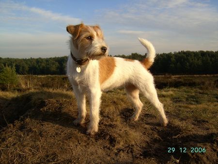 Parson-Russell-Terrier Luna geb. 14.03.2005