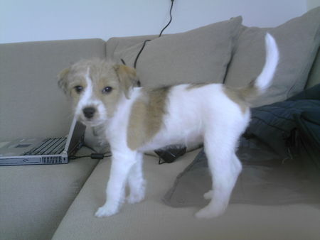 Parson-Russell-Terrier Hunde Foto 33965 Parson-Russell-Terrier Luna geb. 14.03.2005