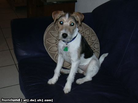 Parson-Russell-Terrier Maggy