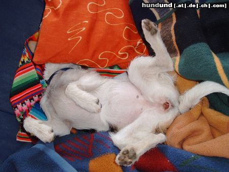 Parson-Russell-Terrier Hunde Foto 3666 Parson-Russell-Terrier Maggy - Ohne Worte!