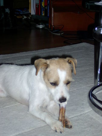 Parson-Russell-Terrier Hunde Foto 32134 Parson-Russell-Terrier Mascha & Polly