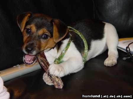 Parson-Russell-Terrier Mimi knabert