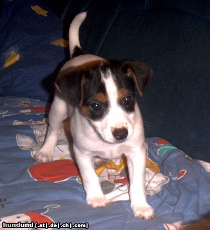 Parson-Russell-Terrier Minnie - Parson Russel mit 8 Wochen