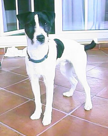 Parson-Russell-Terrier Moritz