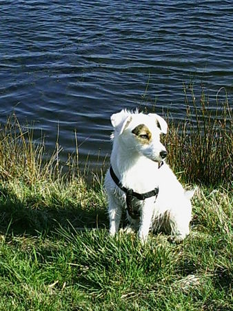 Parson-Russell-Terrier Hunde Foto 27803 in höherer Auflösung ansehen Parson-Russell-Terrier Motte 7 Monate