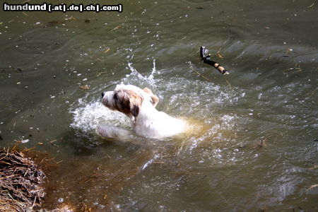 Parson-Russell-Terrier Vor und nach dem Baden, Agent 13 Wochen