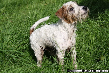 Parson-Russell-Terrier Vor und nach dem Baden, Agent 13 Wochen