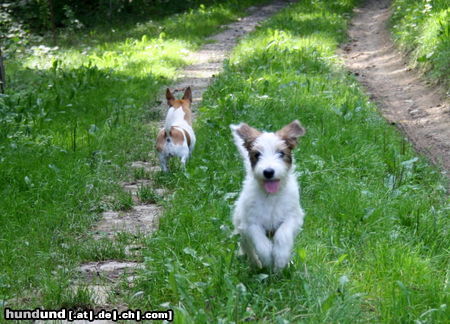 Parson-Russell-Terrier Vor und nach dem Baden, Agent 13 Wochen