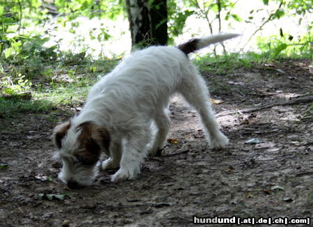 Parson-Russell-Terrier Vor und nach dem Baden, Agent 13 Wochen