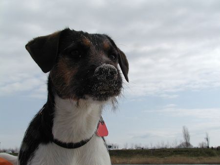 Parson-Russell-Terrier Hunde Foto 26894 in höherer Auflösung ansehen Parson-Russell-Terrier Knut 4 Jahre alte Hündin