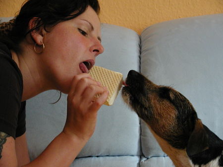 Parson-Russell-Terrier Hunde Foto 26896 in höherer Auflösung ansehen Parson-Russell-Terrier Mmm...Lecker Eis