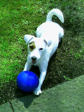 Parson-Russell-Terrier Hunde Foto 27806 in höherer Auflösung ansehen Parson-Russell-Terrier Motte 1 Jahr alt
