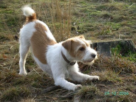 Parson-Russell-Terrier Hunde Foto 36232 Parson-Russell-Terrier Luna geb. 14.03.2005