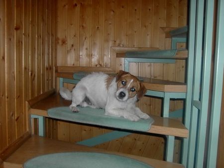 Parson-Russell-Terrier Hunde Foto 30943 in höherer Auflösung ansehen Parson-Russell-Terrier Josy auf dem Weg nach oben