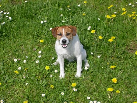 Parson-Russell-Terrier Hunde Foto 31340 in höherer Auflösung ansehen Parson-Russell-Terrier Blümchen?