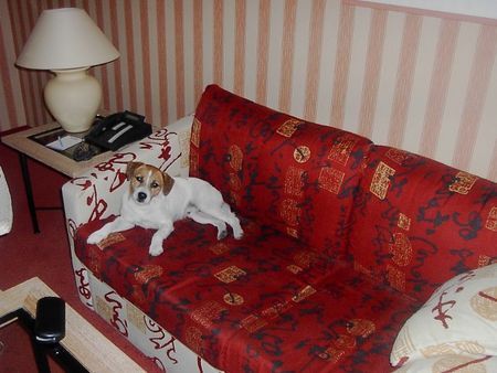 Parson-Russell-Terrier Hunde Foto 32319 in höherer Auflösung ansehen Parson-Russell-Terrier ist das gemütlich